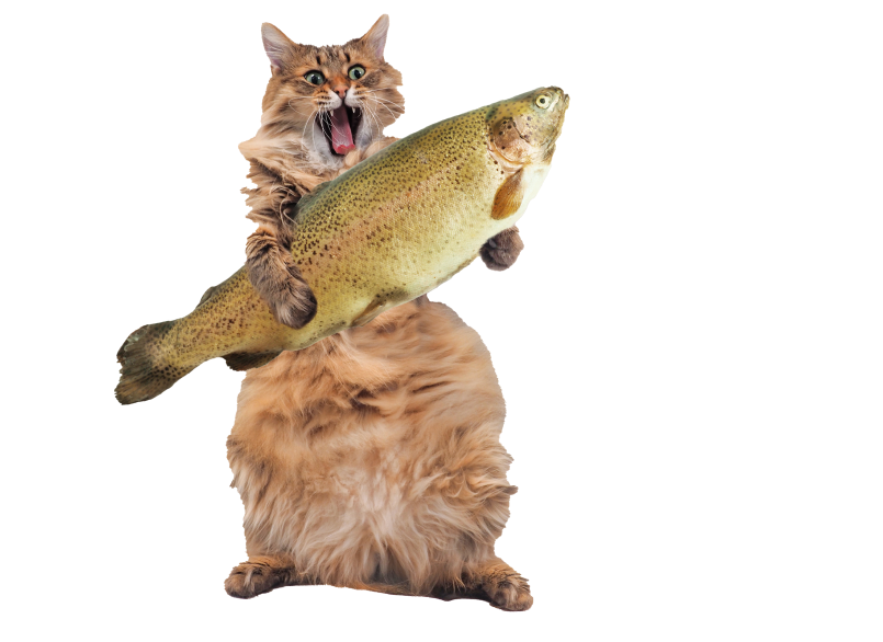 Dont get cat-fished